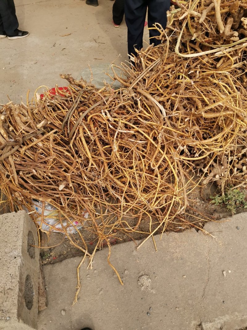 野生葛花（青藤花）大花，欢迎咨询订购，火爆出货中