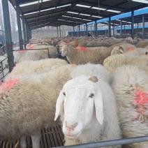 [热]原产地小尾寒羊，种公羊，怀孕母羊青年羊羔羊可自选
