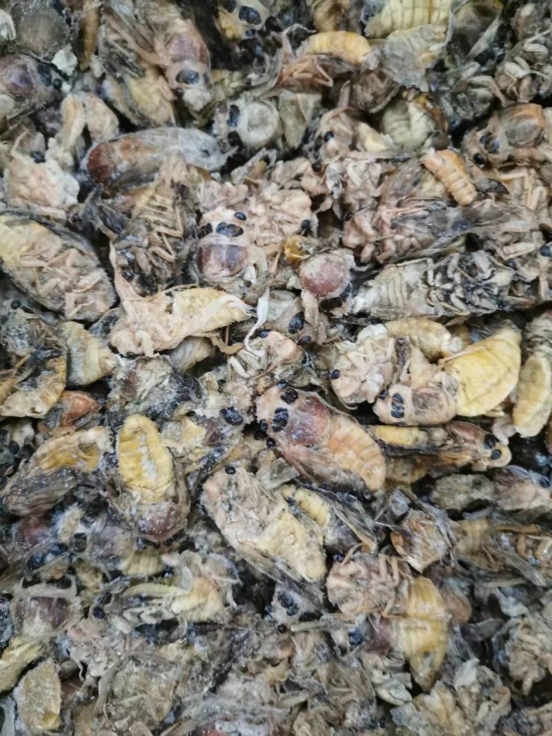 白蝉～金蝉～红蝉一应俱全