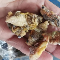 白蝉～金蝉～红蝉一应俱全