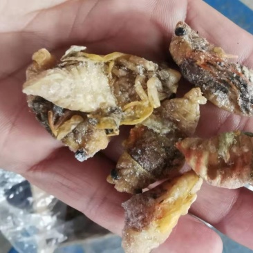 白蝉～金蝉～红蝉一应俱全