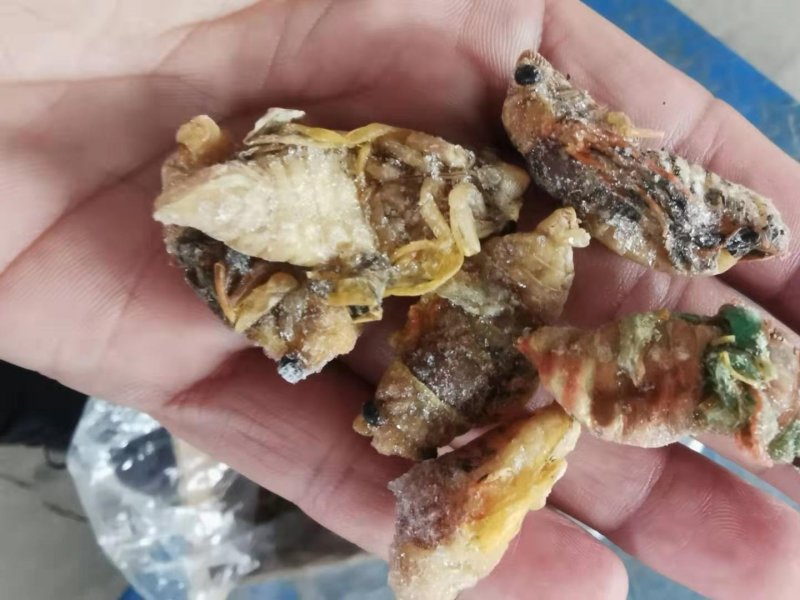 白蝉～金蝉～红蝉一应俱全