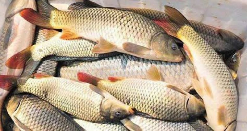 鲤鱼放钓放生食用送货上门保质保量