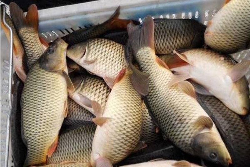 鲤鱼放钓放生食用送货上门保质保量