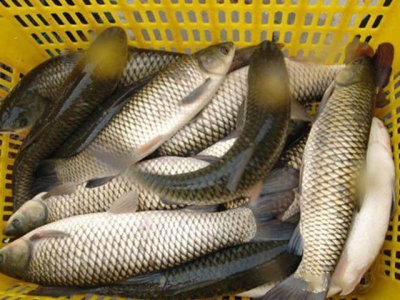 鲤鱼放钓放生食用送货上门保质保量
