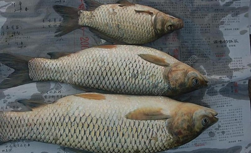 鲤鱼放钓放生食用送货上门保质保量