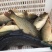 鲤鱼放钓放生食用送货上门保质保量