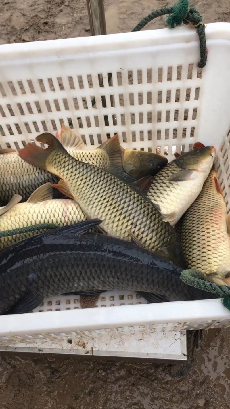 鲤鱼放钓放生食用送货上门保质保量