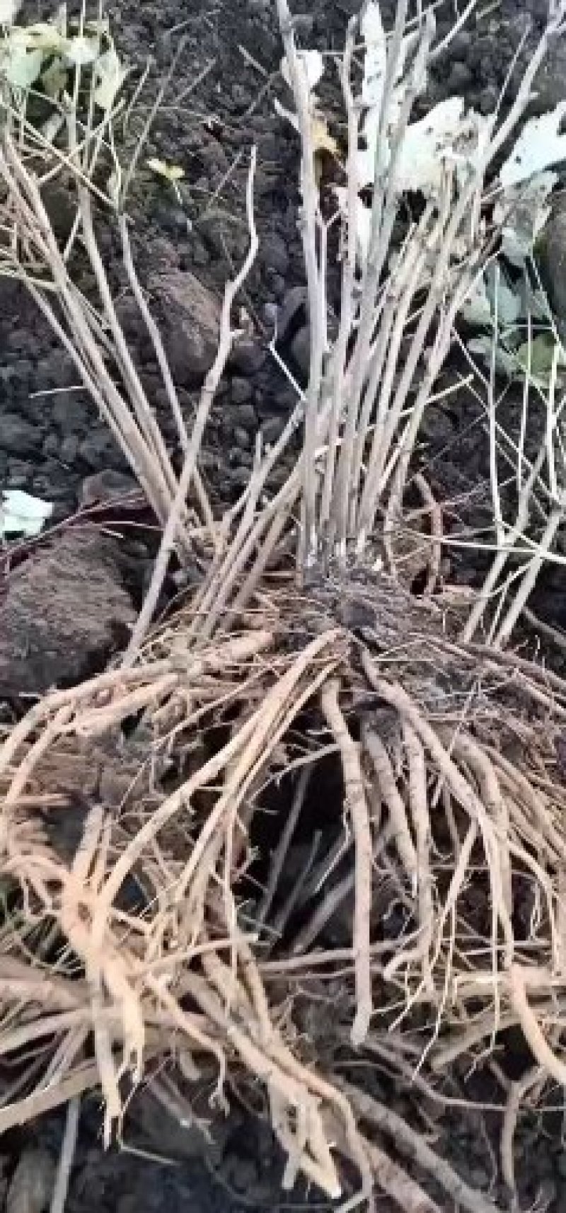 油用牡丹籽、优质牡丹籽！油用牡丹苗、观赏苗！