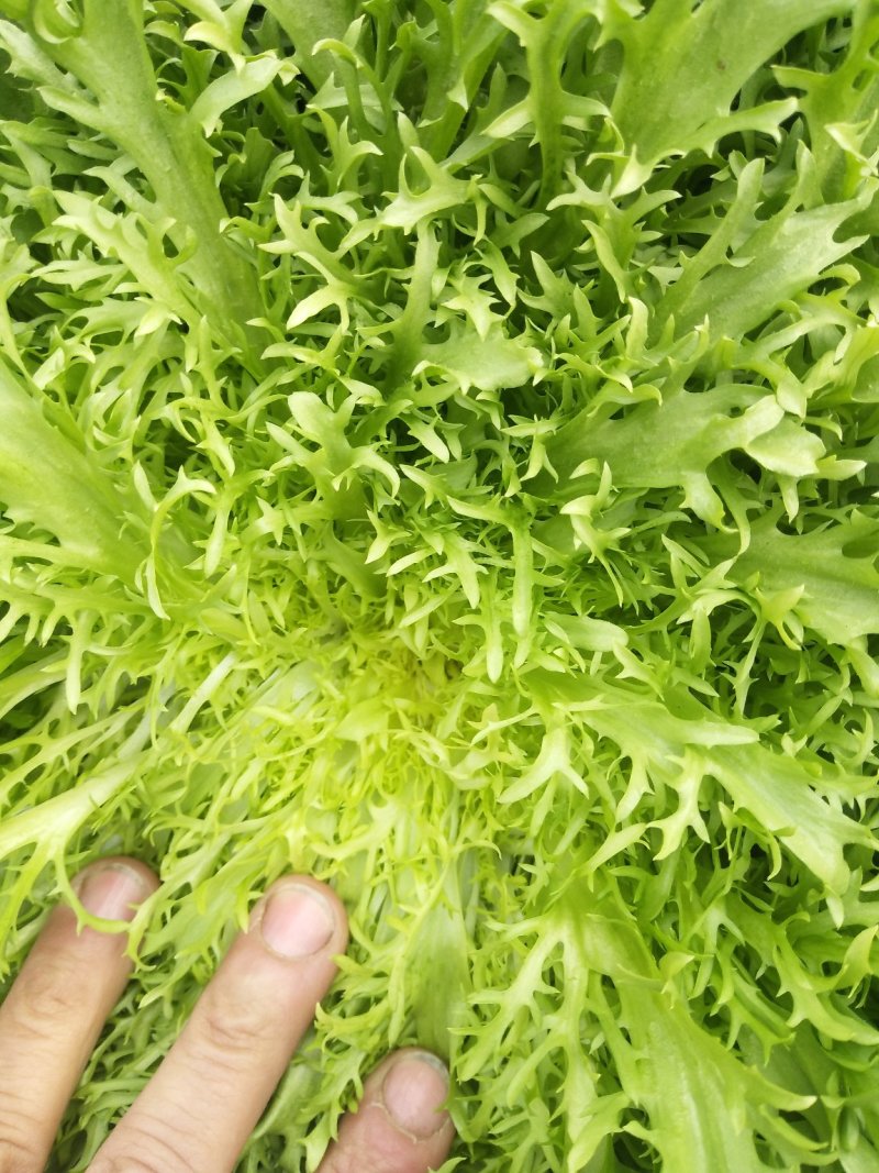 精品苦菊