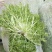 精品苦菊