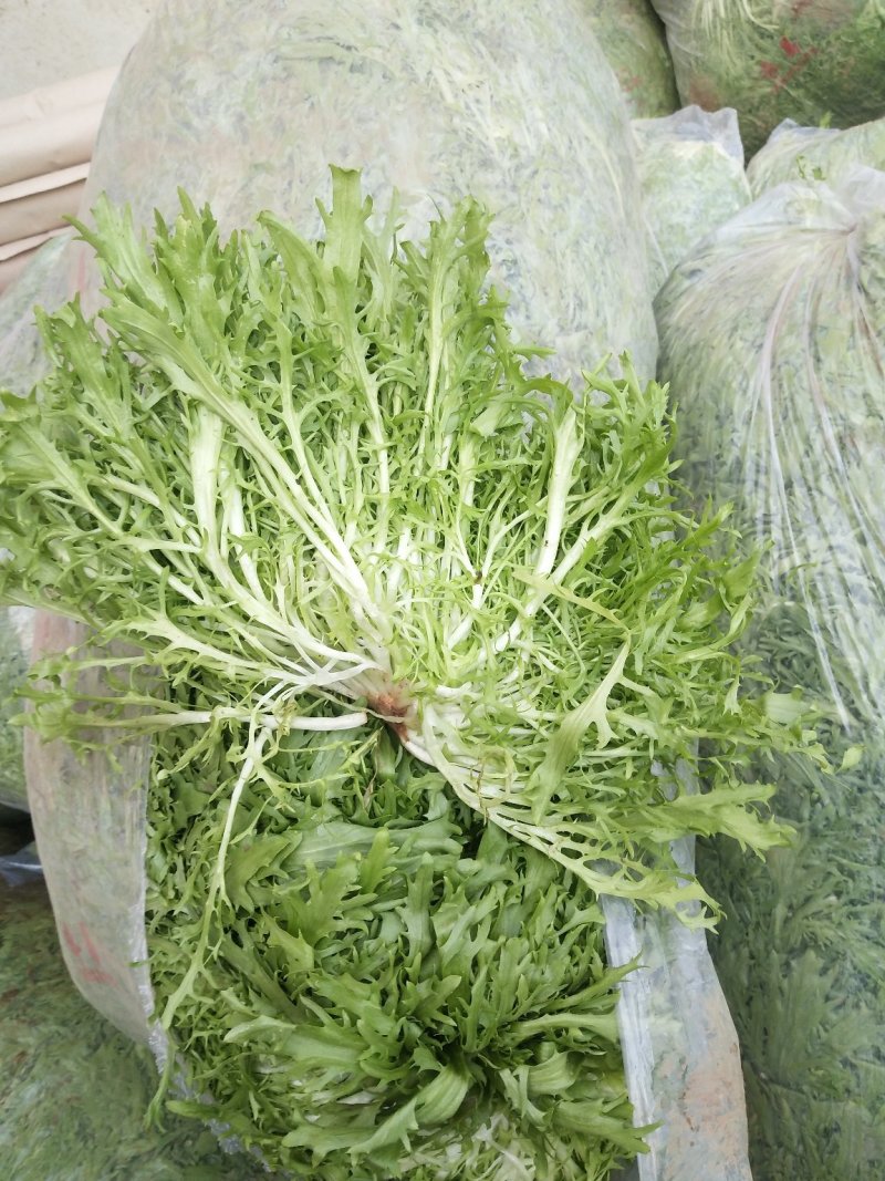 精品苦菊