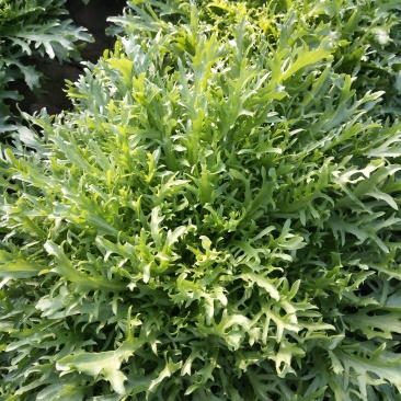 精品苦菊