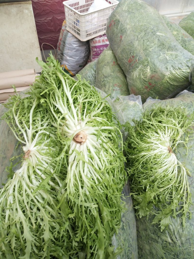 精品苦菊