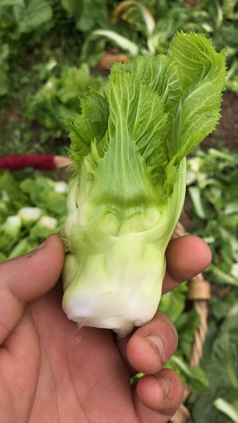 儿菜。净儿。毛儿菜。连儿带母精品儿大心小心