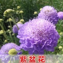 精选四季易种易活开花紫盆花秋季种花种子盆栽秋天种花卉室内