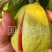 风味红心芭乐梨改良新品红心肉抗寒耐冻甜度高包邮