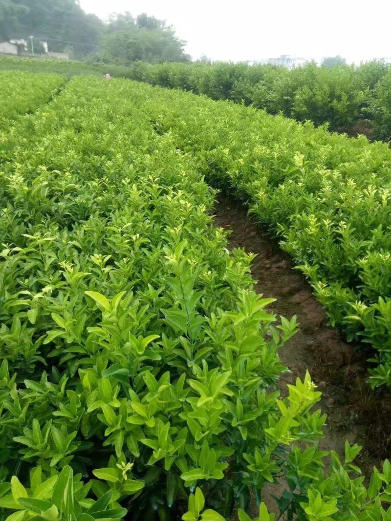 沙糖桔苗40~100cm成活率高现挖现发