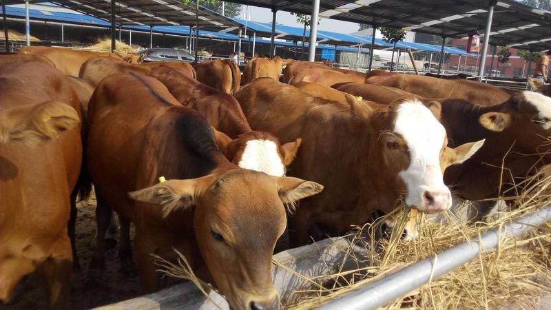 [热]改良黄牛犊黄牛苗二十年老场包成活包技术包运输