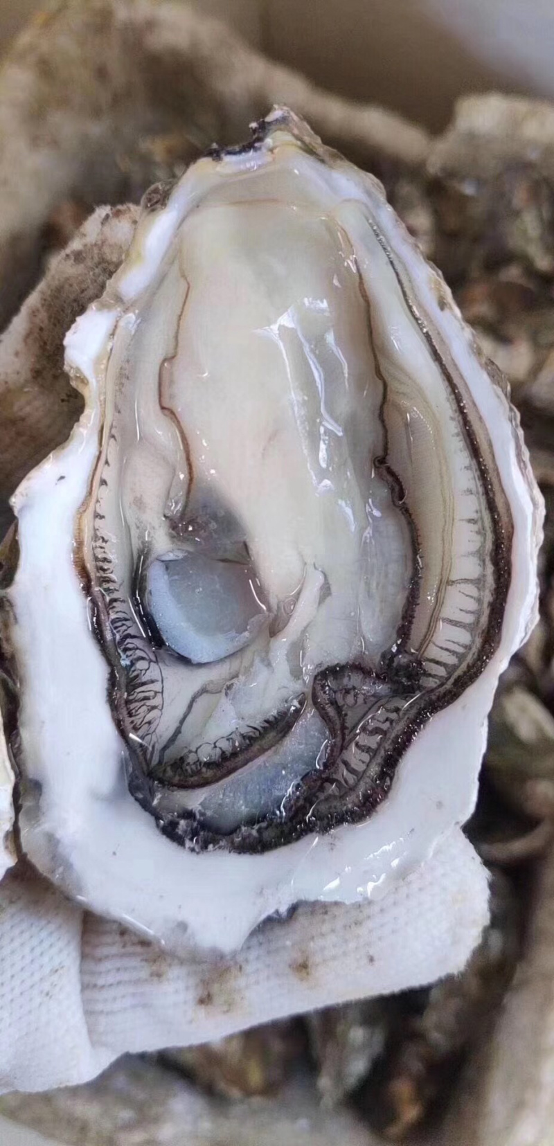 生蚝原产地直发鲜活全壳牡蛎烧烤新鲜高压锅海蛎子肉