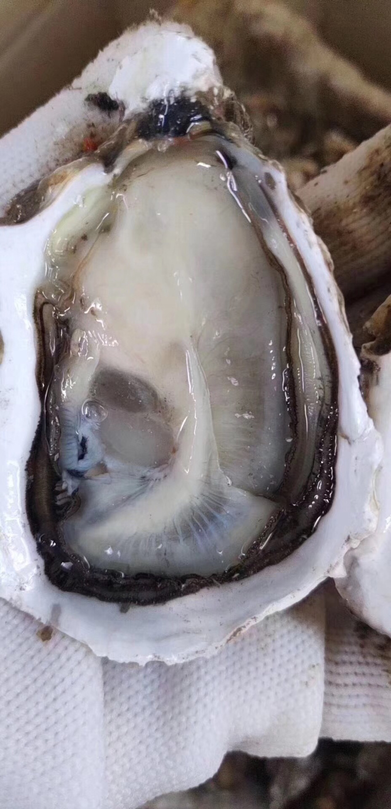 生蚝原产地直发鲜活全壳牡蛎烧烤新鲜高压锅海蛎子肉