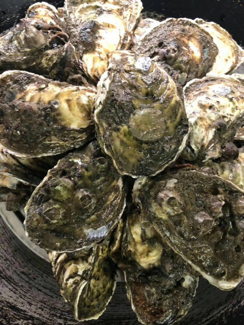 生蚝原产地直发鲜活全壳牡蛎烧烤新鲜高压锅海蛎子肉
