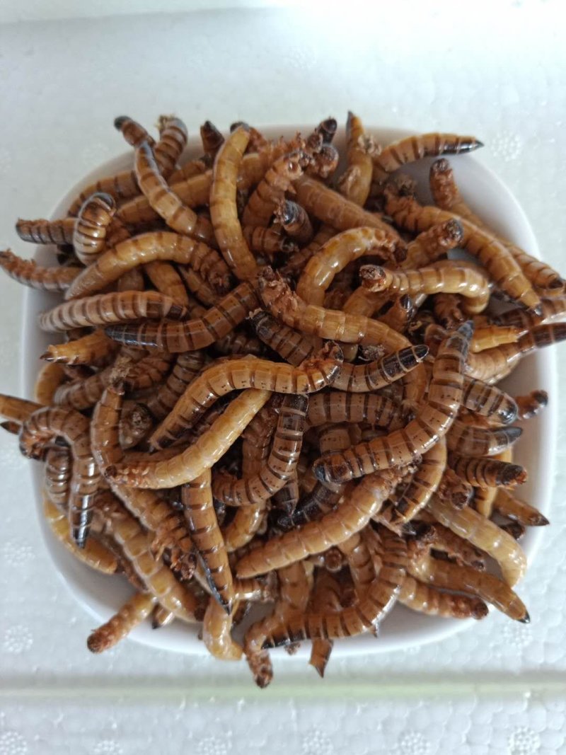 龙虱幼虫～场地直供……