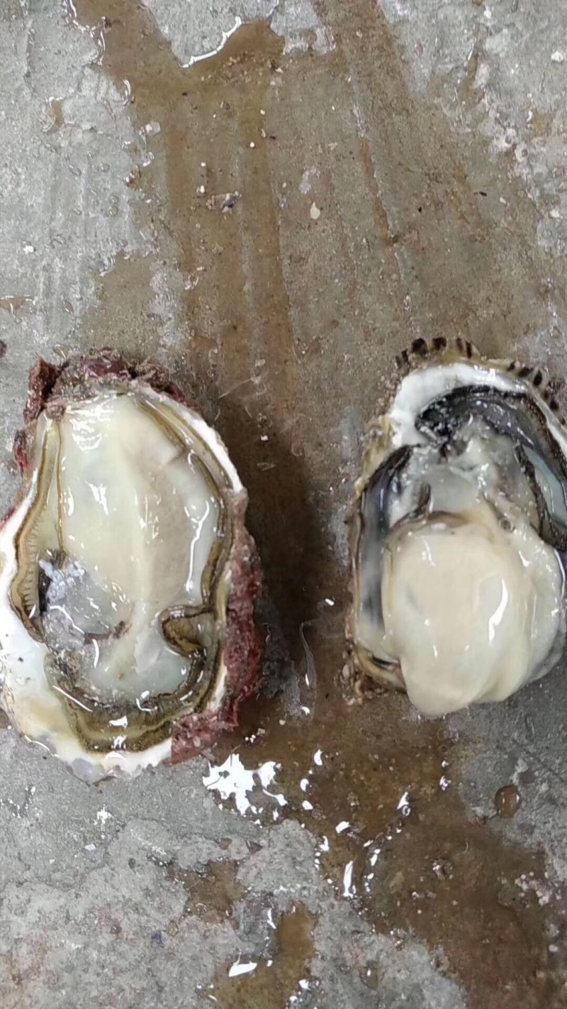 生蚝原产地直发鲜活全壳牡蛎烧烤新鲜高压锅海蛎子肉
