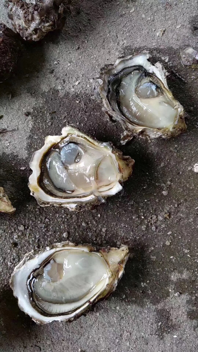 生蚝原产地直发鲜活全壳牡蛎烧烤新鲜高压锅海蛎子肉