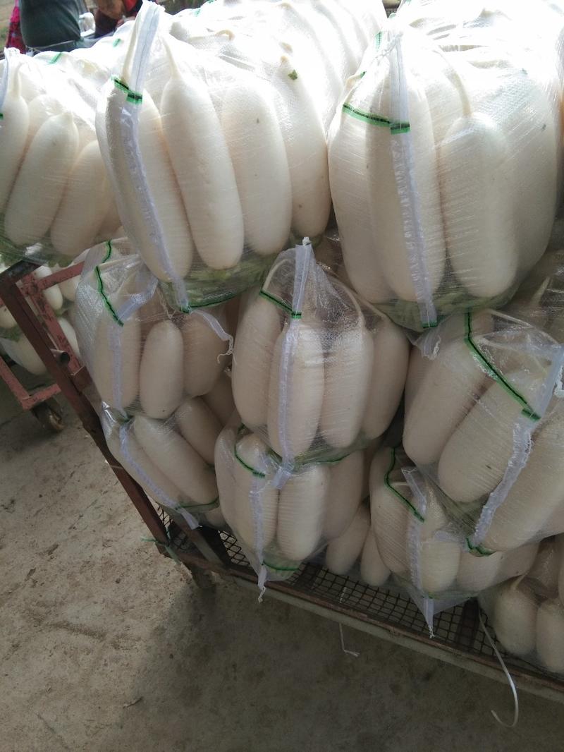 精品川货白萝卜，出口贸易加工厂市场货精品