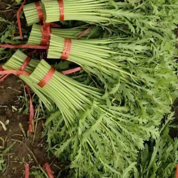 山东茼蒿菜潍坊茼蒿菜便宜了，菜好价格便宜一手货源