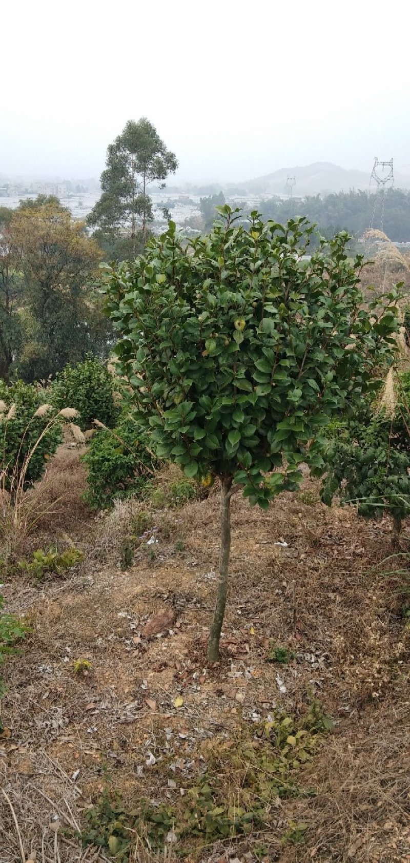 供应茶花树绿化工程桂花红继木塔柏黄素梅等！承接绿化工程苗