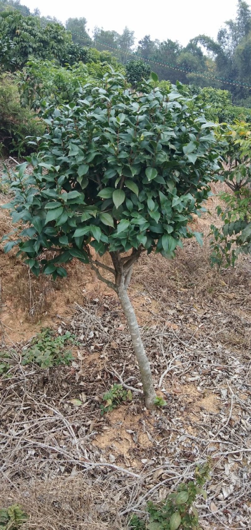 供应茶花树绿化工程桂花红继木塔柏黄素梅等！承接绿化工程苗