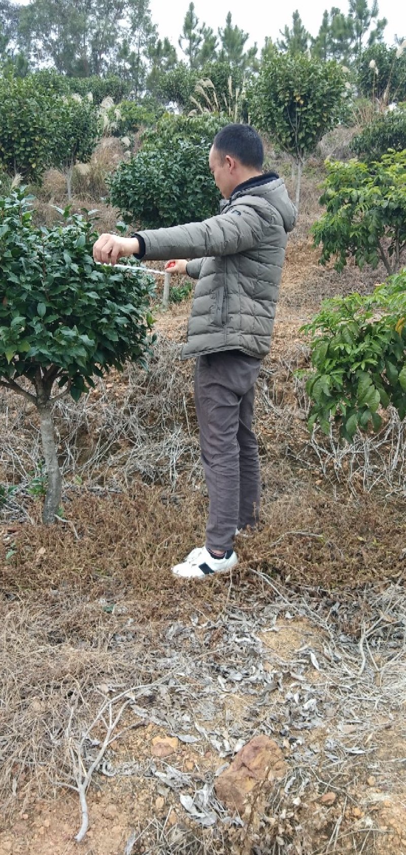 供应茶花树绿化工程桂花红继木塔柏黄素梅等！承接绿化工程苗
