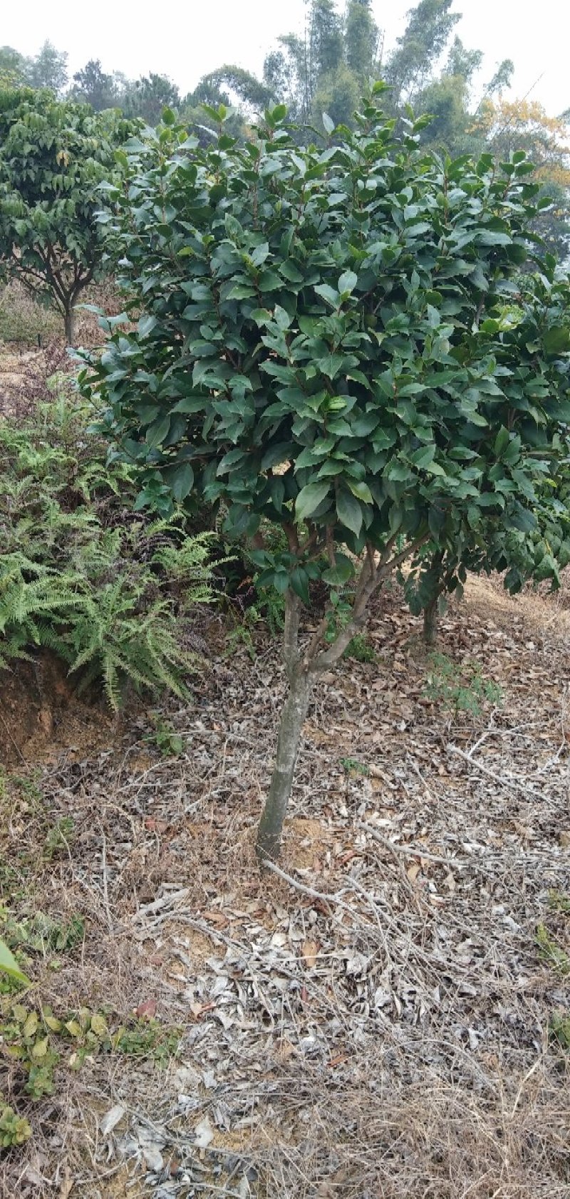 供应茶花树绿化工程桂花红继木塔柏黄素梅等！承接绿化工程苗