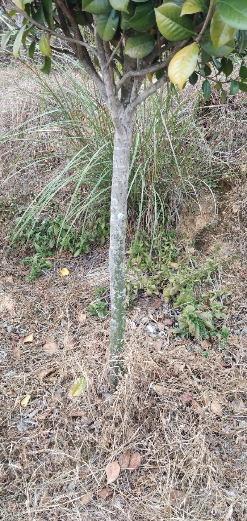 供应茶花树绿化工程桂花红继木塔柏黄素梅等！承接绿化工程苗