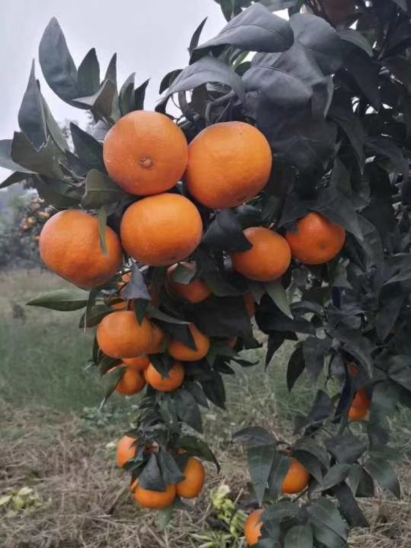 沃柑种苗品种保证质量保证售后技术跟踪欢迎考察定苗