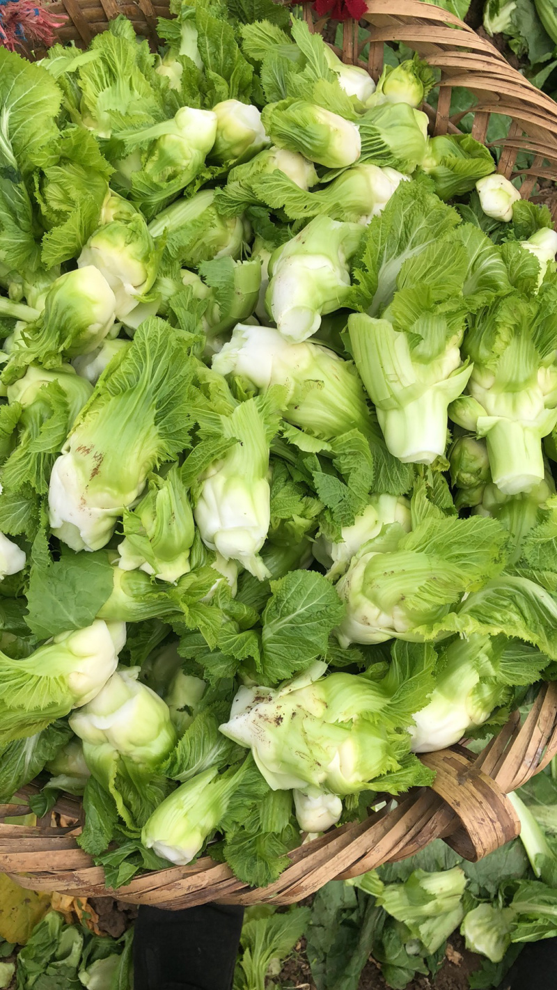 儿菜。净儿。毛儿菜。连儿带母精品儿大心小心