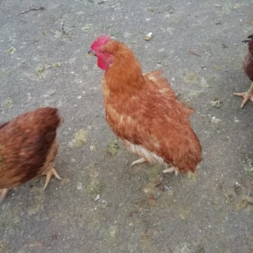 散养麻黄肉鸡，良凤花鸡等家禽