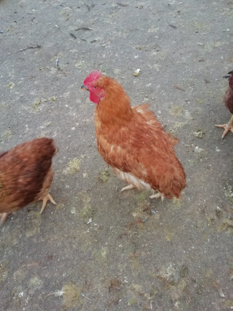 散养麻黄肉鸡，良凤花鸡等家禽