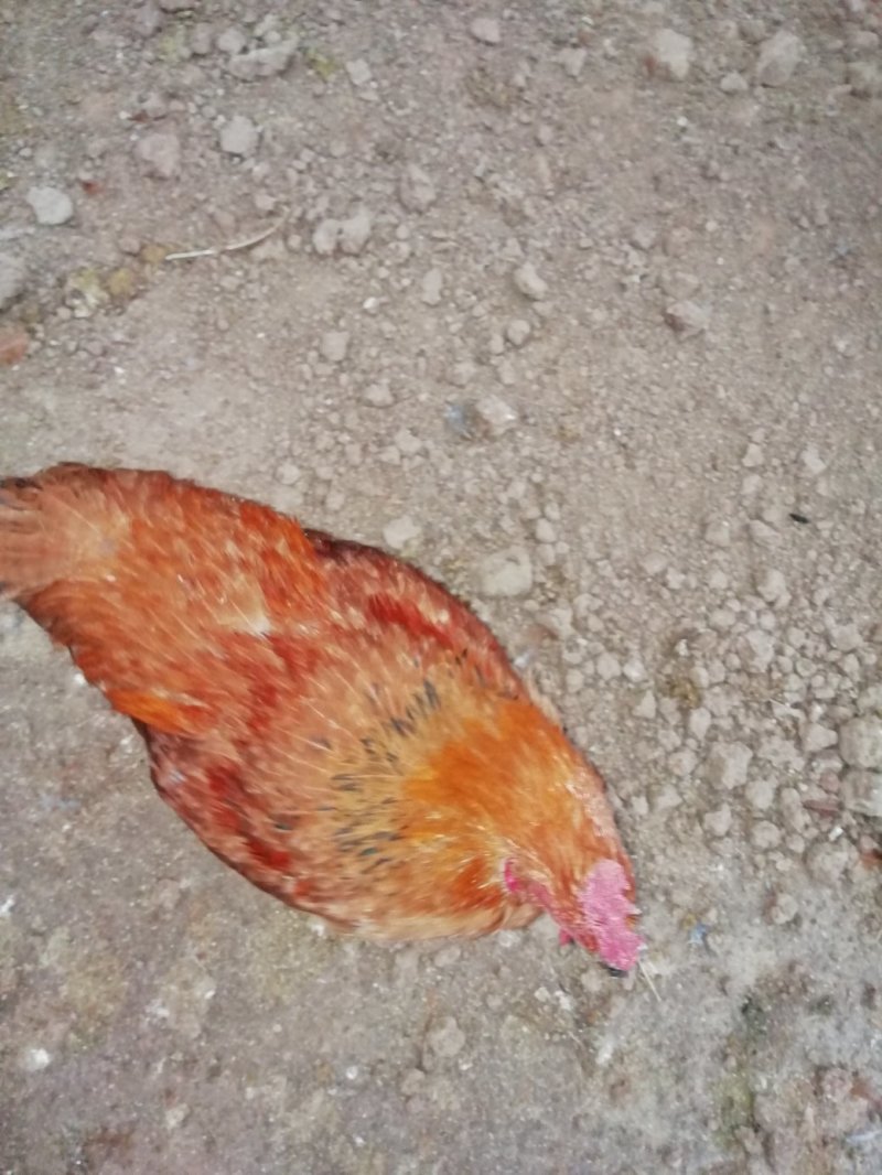 散养麻黄肉鸡，良凤花鸡等家禽