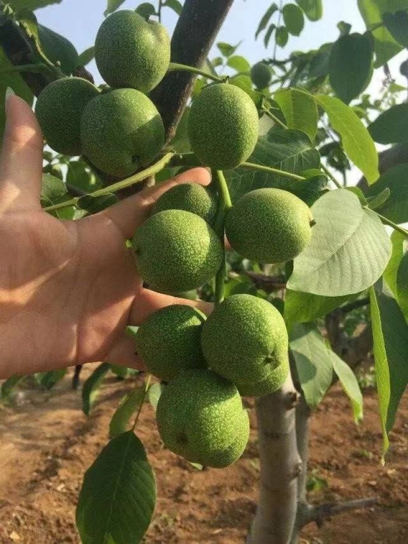核桃苗，红仁核桃苗，红核桃苗，嫁接核桃树苗，核桃实生苗