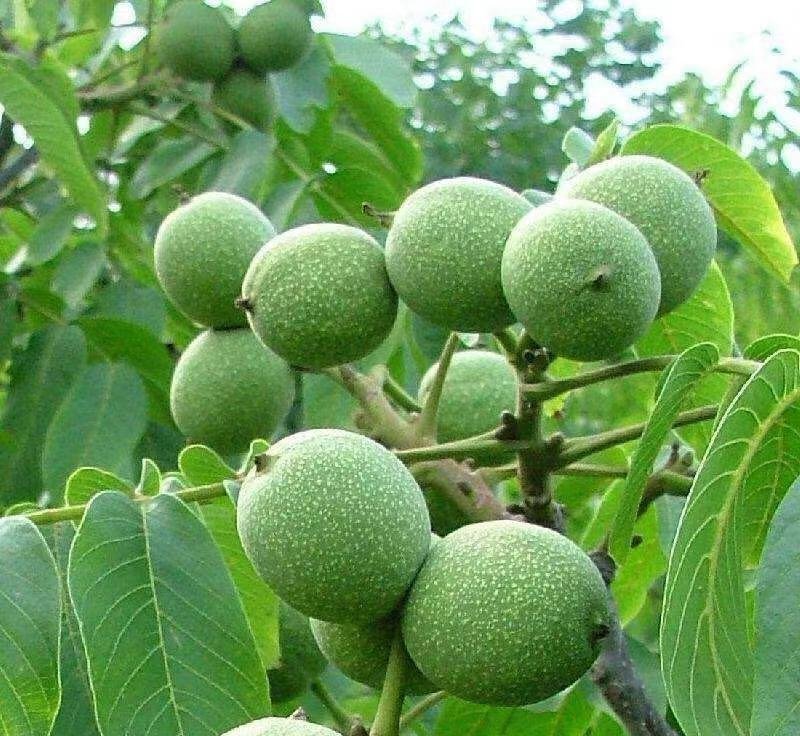 核桃苗，红仁核桃苗，红核桃苗，嫁接核桃树苗，核桃实生苗