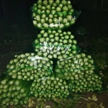 商河县白桥镇蔬菜大棚芹菜，全部本地芹菜