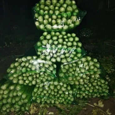 商河县白桥镇蔬菜大棚芹菜，全部本地芹菜