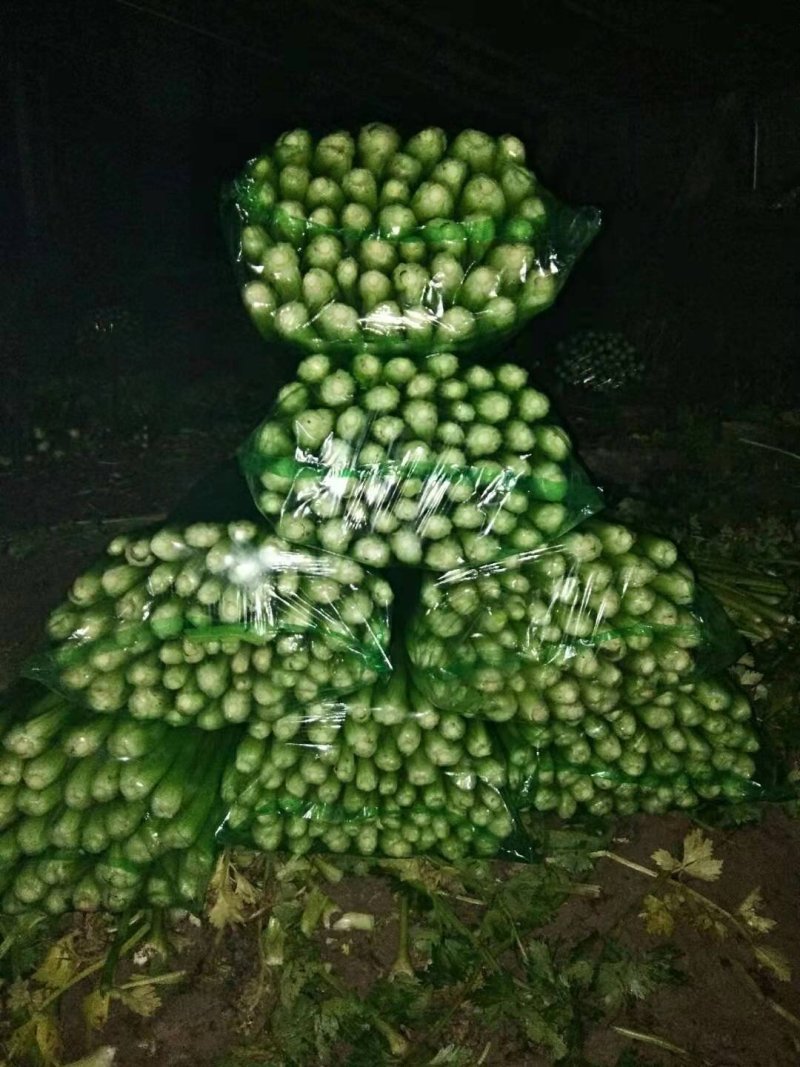 商河县白桥镇蔬菜大棚芹菜，全部本地芹菜