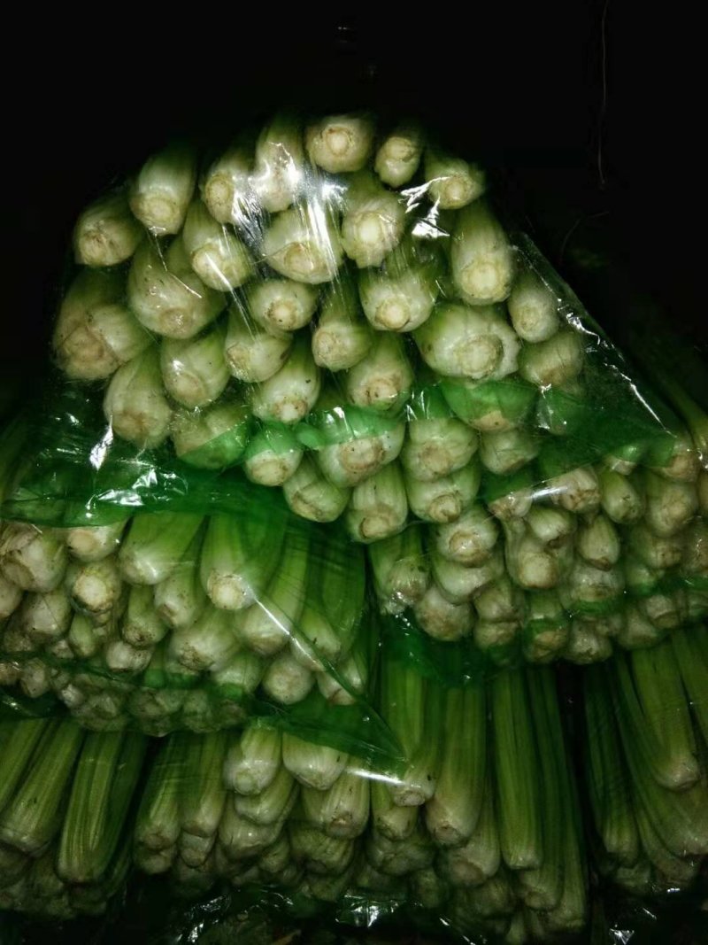 商河县白桥镇蔬菜大棚芹菜，全部本地芹菜