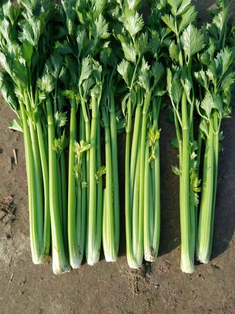 商河县白桥镇蔬菜大棚芹菜，全部本地芹菜