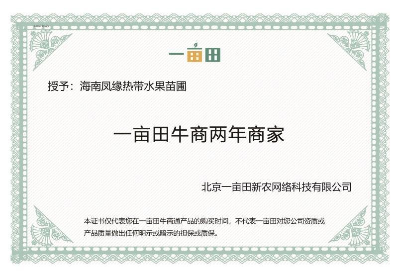 五号红肉菠萝蜜苗营养杯苗量大从优