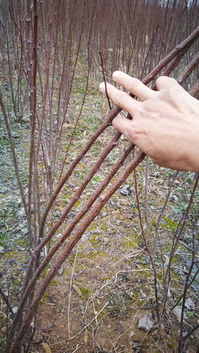 杏树苗，芒果杏，荷兰香蜜杏，吊干杏，苗圃现挖，产地直供